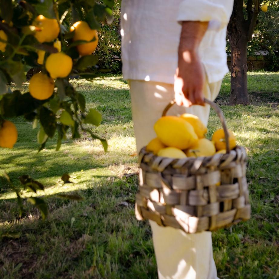 Lemon Tour